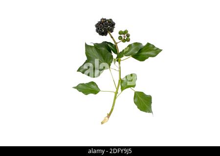 Branche de commome avec feuilles et fruits isolés sur blanc. Usine Hedera Helix. Banque D'Images