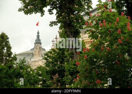 Aperçu du drapeau ricolor au sommet du Grand Palais de Paris. Pris à travers les arbres de fleurs de printemps Banque D'Images