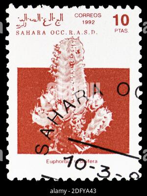 MOSCOU, RUSSIE - 16 SEPTEMBRE 2020: Timbre-poste imprimé à Cendrillon montre l'épi de résine (Euphorbia resinifera), Sahara occ. serie, vers 1992 Banque D'Images