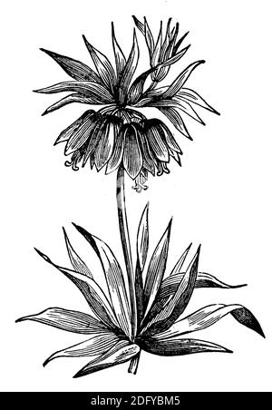 couronne impériale, fritillaire impériale ou couronne de Kaiser / Fritilaria impérialis / Kaiserkrone (encyclopédie, 1900) Banque D'Images