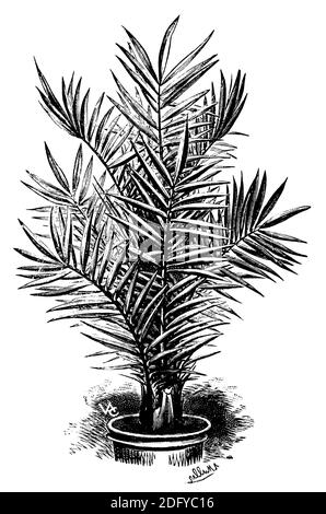 Phoenix canariensis / Phoenix canariensis / Kanarische Dattelpalme (, ) Banque D'Images