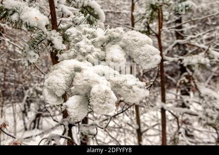 Branche d'épinette recouverte de neige sur le fond de la forêt. La photo a été prise à Chelyabinsk Russie. Banque D'Images