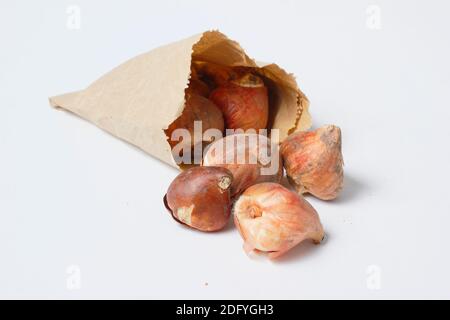 Ampoules Tulipa 'White Flag' isolées. Bulbes tulipes dans un sac en papier prêt pour la plantation d'automne. ROYAUME-UNI Banque D'Images