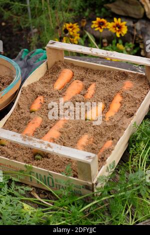 Daucus carota « Autumn King ». Stocker les carottes en superposant les racines dans du sable humide dans une caisse en bois. ROYAUME-UNI Banque D'Images