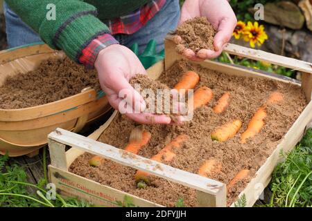 Daucus carota « Autumn King ». Stocker les carottes en superposant les racines dans du sable humide dans une caisse en bois. ROYAUME-UNI Banque D'Images