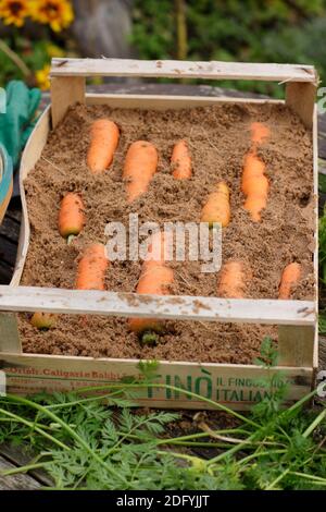 Daucus carota « Autumn King ». Stocker les carottes en superposant les racines dans du sable humide dans une caisse en bois. ROYAUME-UNI Banque D'Images