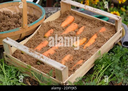 Daucus carota « Autumn King ». Stocker les carottes en superposant les racines dans du sable humide dans une caisse en bois. ROYAUME-UNI Banque D'Images