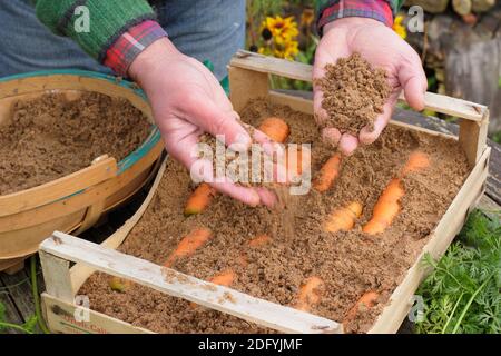 Daucus carota « Autumn King ». Stocker les carottes en superposant les racines dans du sable humide dans une caisse en bois. ROYAUME-UNI Banque D'Images