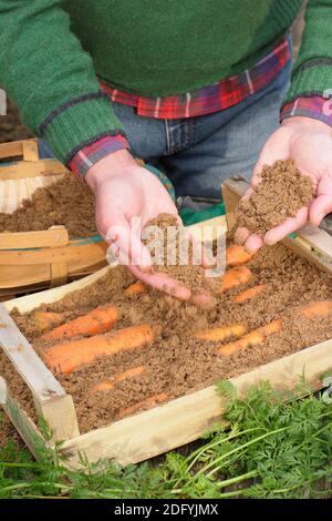 Daucus carota « Autumn King ». Stocker les carottes en superposant les racines dans du sable humide dans une caisse en bois. ROYAUME-UNI Banque D'Images