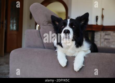 L'adorable Border Collie se trouve sur un canapé marron. Joli chien noir et blanc sur le canapé dans la salle de séjour. Banque D'Images