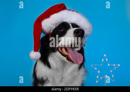 Gros plan de Border Collie avec languette et chapeau de Noël isolé sur le bleu. Prise de vue en tête de chien noir et blanc avec chapeau de père Noël. Banque D'Images