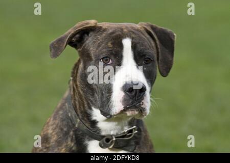 Bulldog américain - Rottweiler Mischung, photos de chiens, hundefotos Banque D'Images