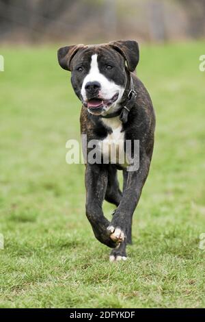 Bulldog américain - Rottweiler Mischung, chien mixte Banque D'Images