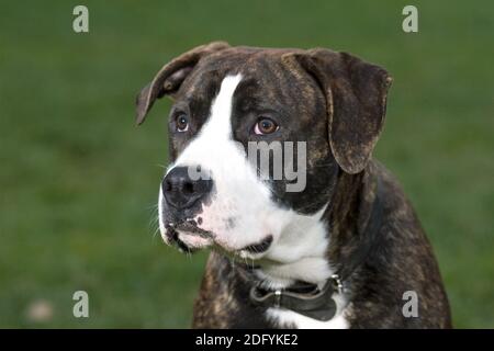 Bulldog américain - Rottweiler Mischung, chien mixte Banque D'Images