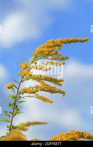 Goldenrod géant, Solidago Gigantea Banque D'Images