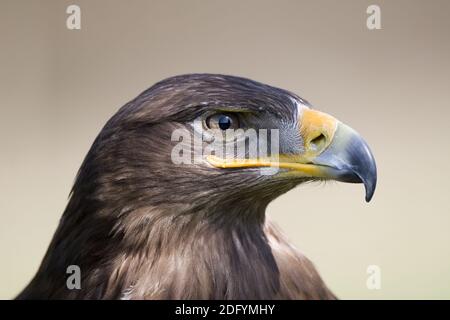 Steppenadler, Steppenadler, aquila nipalensis, aigle steppé, aigle steppé de l'est Banque D'Images