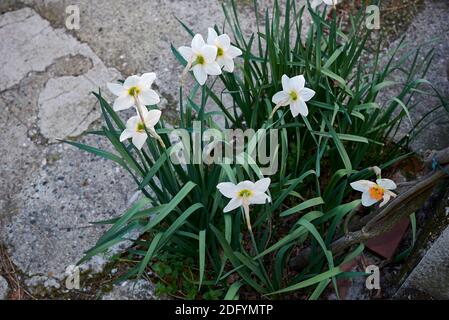 Narcissus fleurs blanches, jaunes et orange Banque D'Images