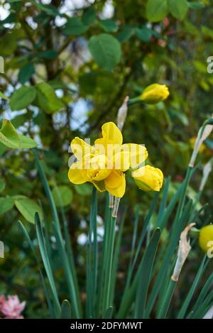 Narcissus fleurs blanches, jaunes et orange Banque D'Images