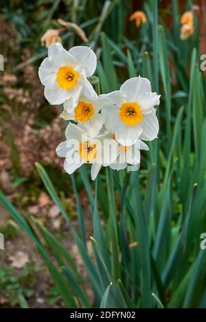 Narcissus fleurs blanches, jaunes et orange Banque D'Images