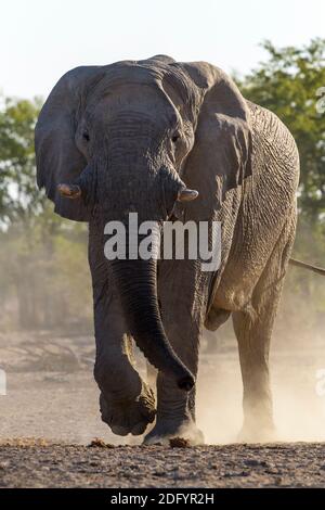 Éléphant d'Afrique (Loxodonta africana), taureau marchant dans la poussière avec contre-jour, regardant la caméra, Parc national d'Etosha, Namibie Banque D'Images