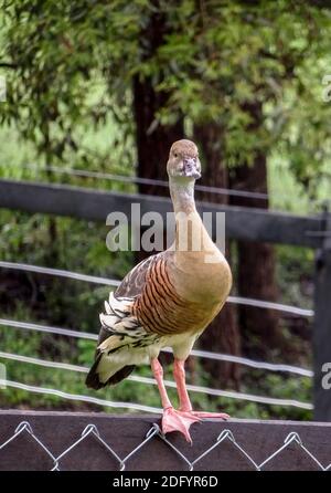 Canard siffleur plumé (dendrocygna eytoni), qui ne veut pas faire mouiller ses pieds. Queensland, Australie. Banque D'Images