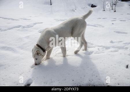 Un jeune chien blanc avec un collier escarffs empreintes de pas dans un déneigement dans la forêt. Banque D'Images