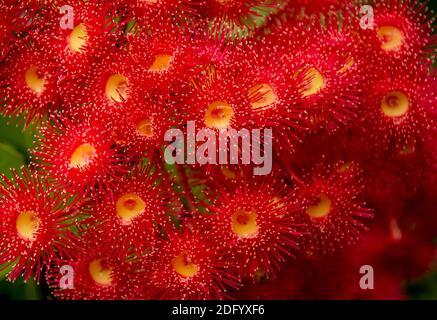 Fleurs de gomme à fleurs rouges très brillantes (Corymbia fifolia). Pas de pétales, toutes les étamines. Gommage dans un jardin privé dans le Queensland, en Australie. Banque D'Images