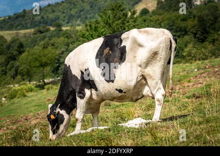 Vache laitière noire et blanche dans un pâturage de montagne, prairie verte, Alpes, Italie, Europe du Sud. Banque D'Images