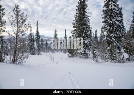 Les pistes animales traversent les dérives des arbres enneigés par temps nuageux, dans une forêt d'hiver. Banque D'Images