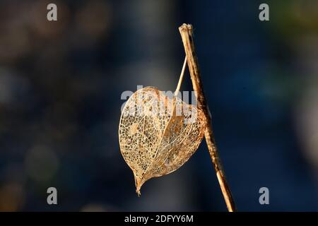 Tête de semence de la fleur de lanterne chinoise Rhyalis Banque D'Images