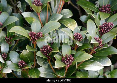 Skimmia japonica reevesiana avec bourgeons mâles de fleurs Banque D'Images