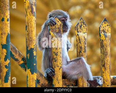 Un macaque à queue longue pond sur une clôture de temple dorée Malaisie Banque D'Images