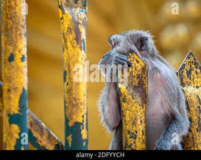 Un macaque à queue longue pond sur une clôture de temple dorée Malaisie Banque D'Images