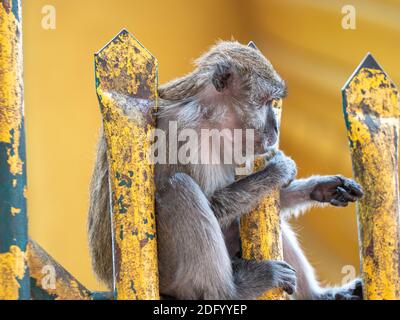 Un macaque à queue longue pond sur une clôture de temple dorée Malaisie Banque D'Images