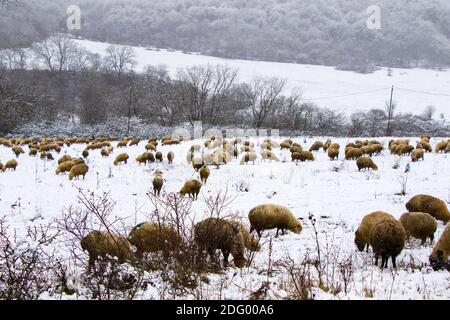 Un troupeau de moutons et d'agneaux pendant les chutes de neige, paysage d'hiver et de moutons en Géorgie, thème animal Banque D'Images