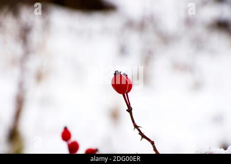 Baies de rosier pour chiens pendant la neige, neige d'hiver et fond rouge, macro et gros plan Banque D'Images