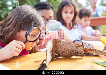 Les enfants regardent curieusement l'écorce de l'arbre à travers une loupe au camp de vacances écologique Banque D'Images