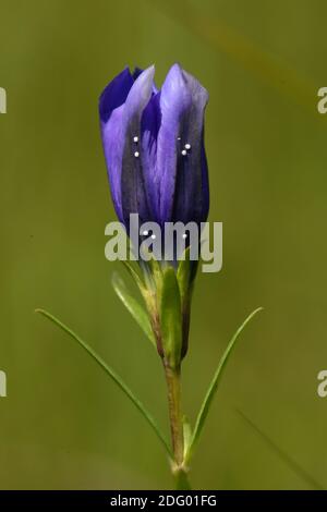 Lungenenzien, gentiana pneumonanthe, blauglocken, lungenblume, wiesenenenzian, gentiane des marais, gentiane du marais, eier des lungen Banque D'Images