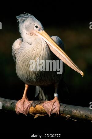 Roetelpelikan, roetelpelikan, pelecanus rufescens, pelican à dos rose, pelican gris, pelican gris, pelican à dos rose Banque D'Images