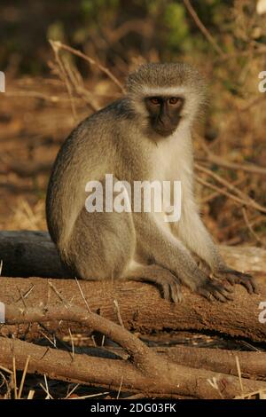 Suedliche Gruenmeerkatze, Chlorocebus pygerythrus, Vervet Monkey Banque D'Images