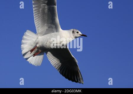 Lachmoewe, Mouette à tête noire, (Larus ridibundus) Banque D'Images