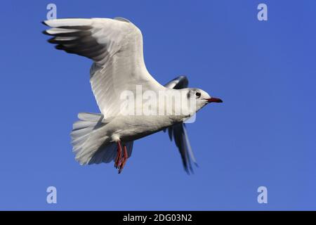 Lachmoewe, Mouette à tête noire, (Larus ridibundus) Banque D'Images