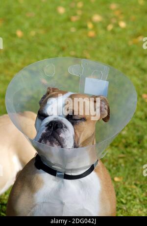 Englische buldogge, bulldog anglais, buldogg Banque D'Images