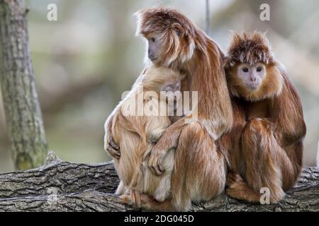 Java-langur, presbytis comata, javan suili Banque D'Images