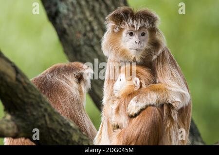 Java-langur, presbytis comata, javan suili Banque D'Images