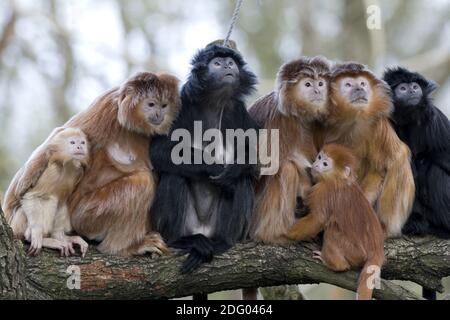 Java-langur, presbytis comata, javan suili Banque D'Images