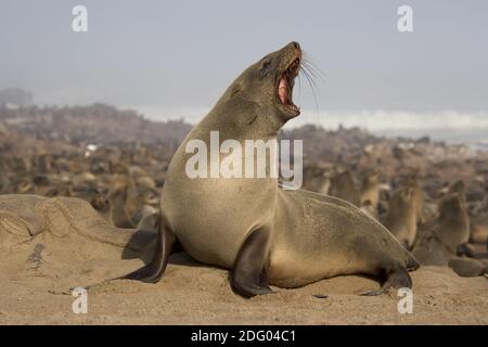 Phoque à fourrure, Ours de mer d'Afrique du Sud, phoque nain, phoque pygmée, phoque à fourrure nain, Arctocephalus pussilus, phoque à fourrure du Cap, F d'Afrique du Sud Banque D'Images