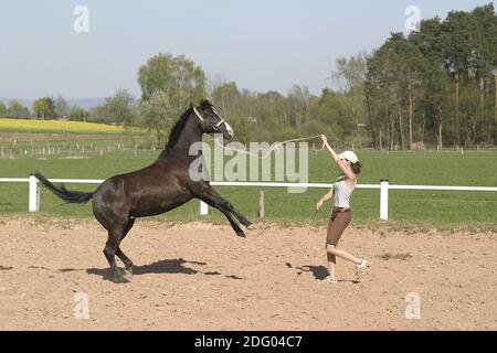 Exercice d'escalade avec poney d'équitation allemand, entraînement de montée avec poney d'équitation allemand Banque D'Images