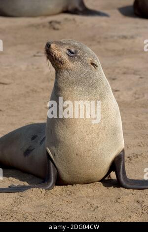 Phoque à fourrure, Ours de mer d'Afrique du Sud, phoque nain, phoque pygmée, phoque à fourrure nain, Arctocephalus pussilus, phoque à fourrure du Cap, F d'Afrique du Sud Banque D'Images