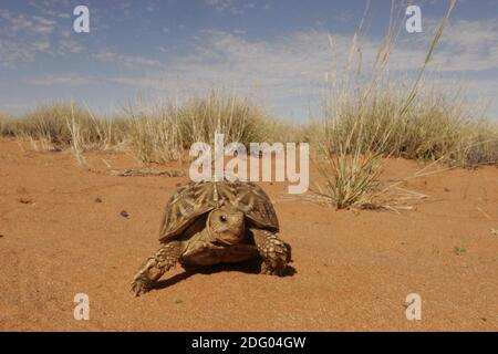 Tortue de tente Kalahari, Psammobates tentorius , croissant africain, afrique du Sud Banque D'Images